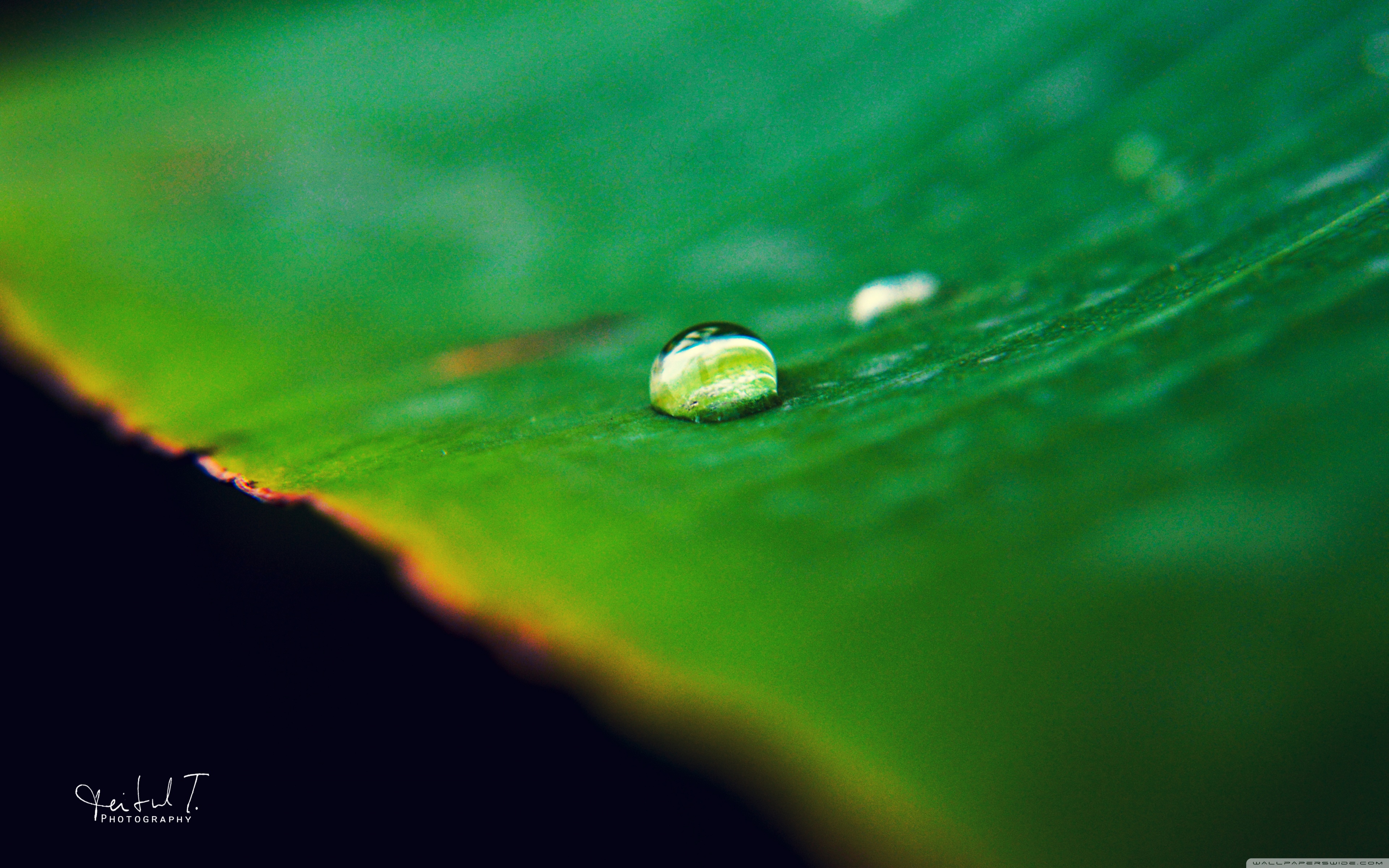 High Resolution Water Droplet Leaf - HD Wallpaper 