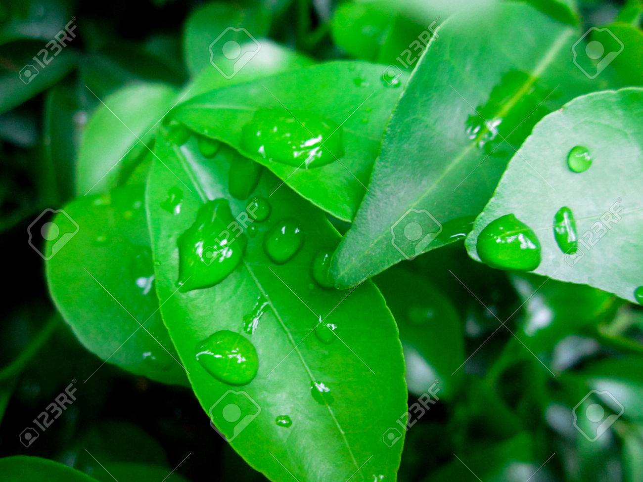Green Leaves With Dew - HD Wallpaper 