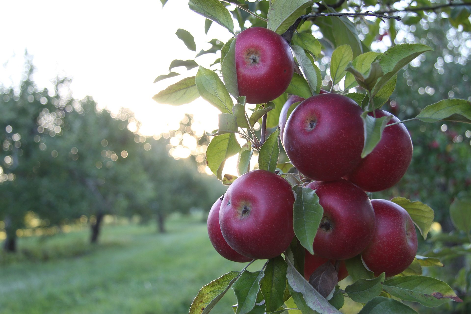 Yummy Red Apple Tree Wallpaper 1920x1280p - Apple Tree - HD Wallpaper 