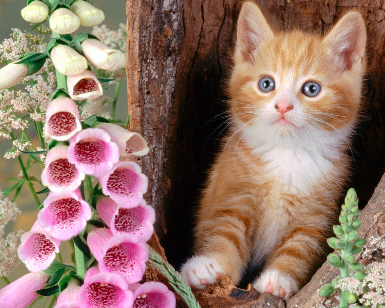 Beautiful Cats In Different Styles Free Download Hd - Beautiful Animals Wallpaper Download - 1280x1024 Wallpaper Beautiful Cats In Different Styles Free Download Hd - Beautiful Animals Wallpaper Download - 1280x1024 Wallpaper