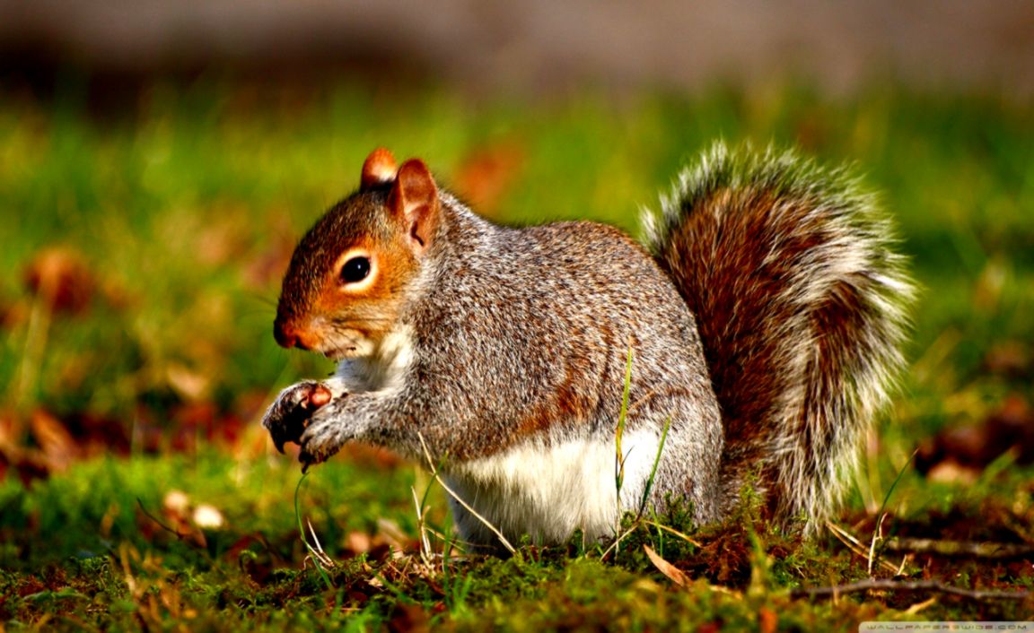 Download Squirrel 4k Hd Desktop Wallpaper For 4k Ultra Hd - Ecureuil Hd ...