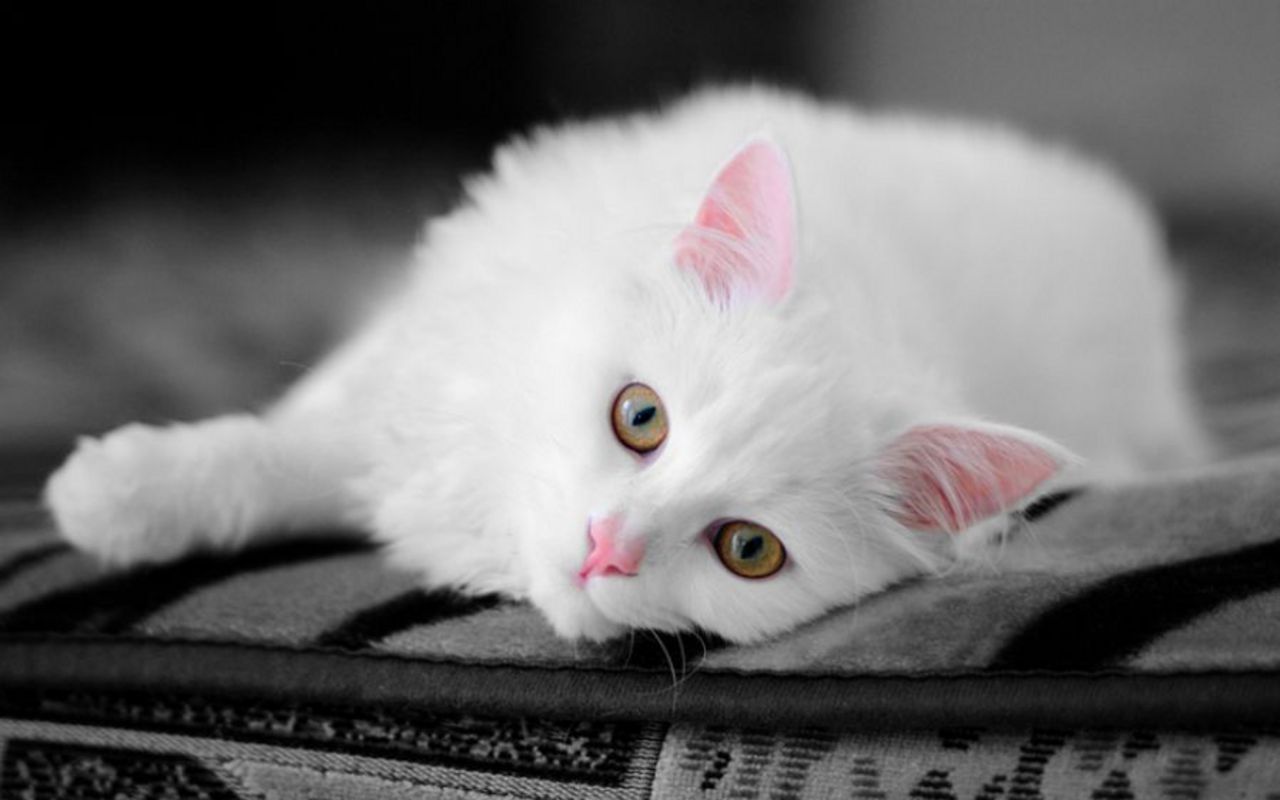 Beautiful Cat - HD Wallpaper 