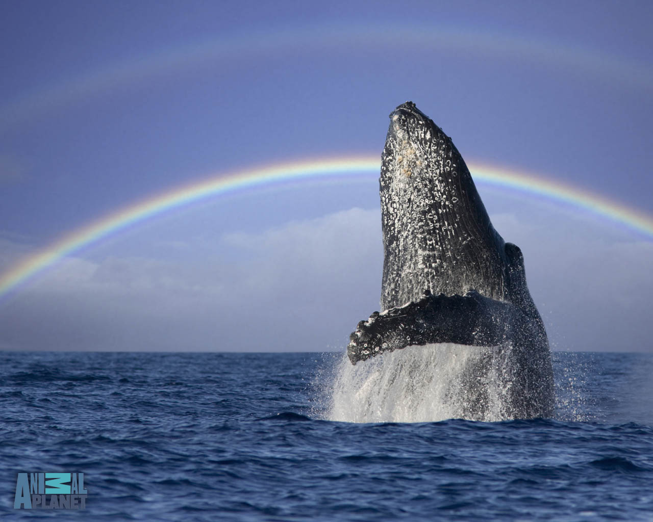 Hump Back Whale - Humpback Whale Breaching - HD Wallpaper 