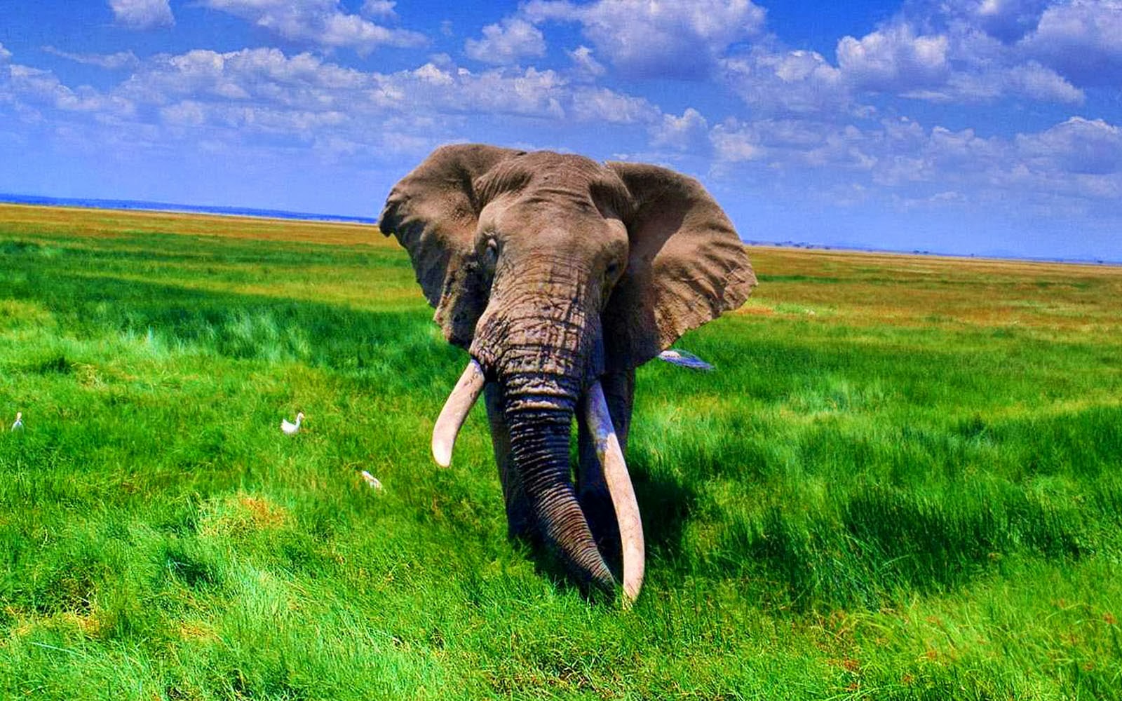 Desktop Background Hd Elephant - HD Wallpaper 