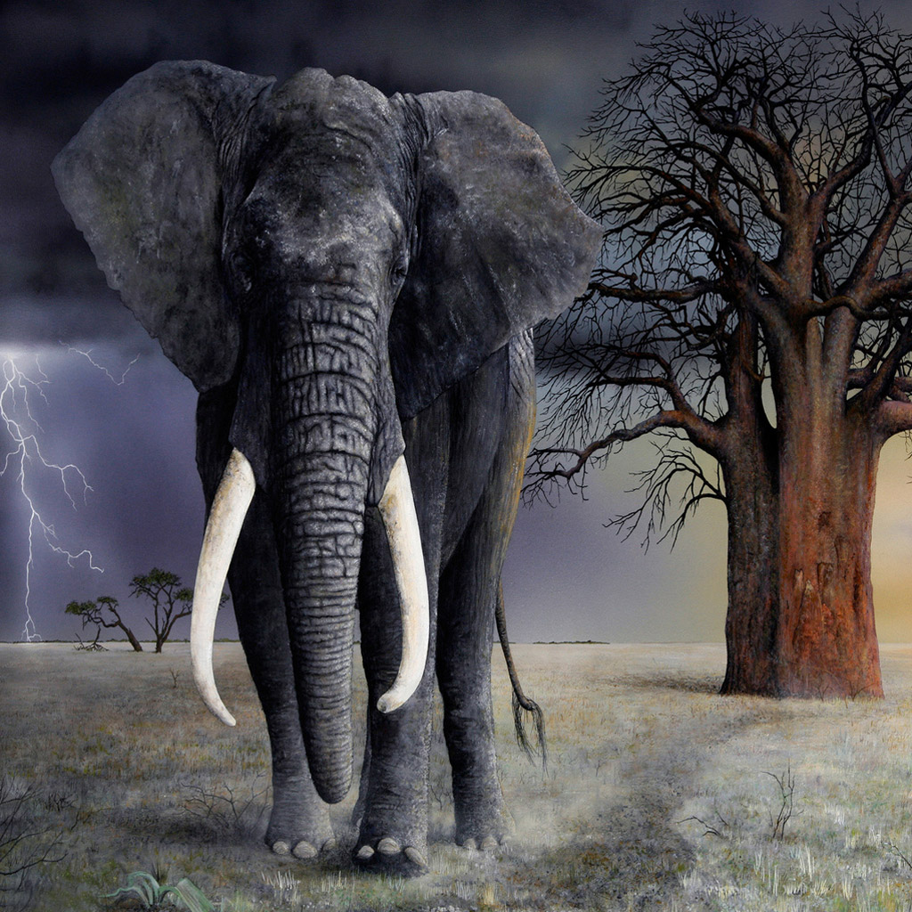 Elephant With Long Tusks - HD Wallpaper 