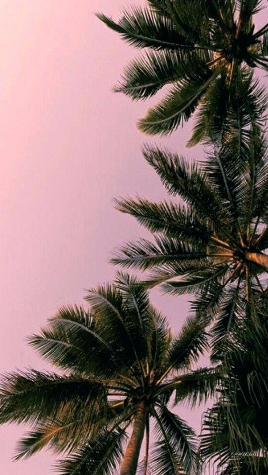 Palm Trees Pink Background - HD Wallpaper 