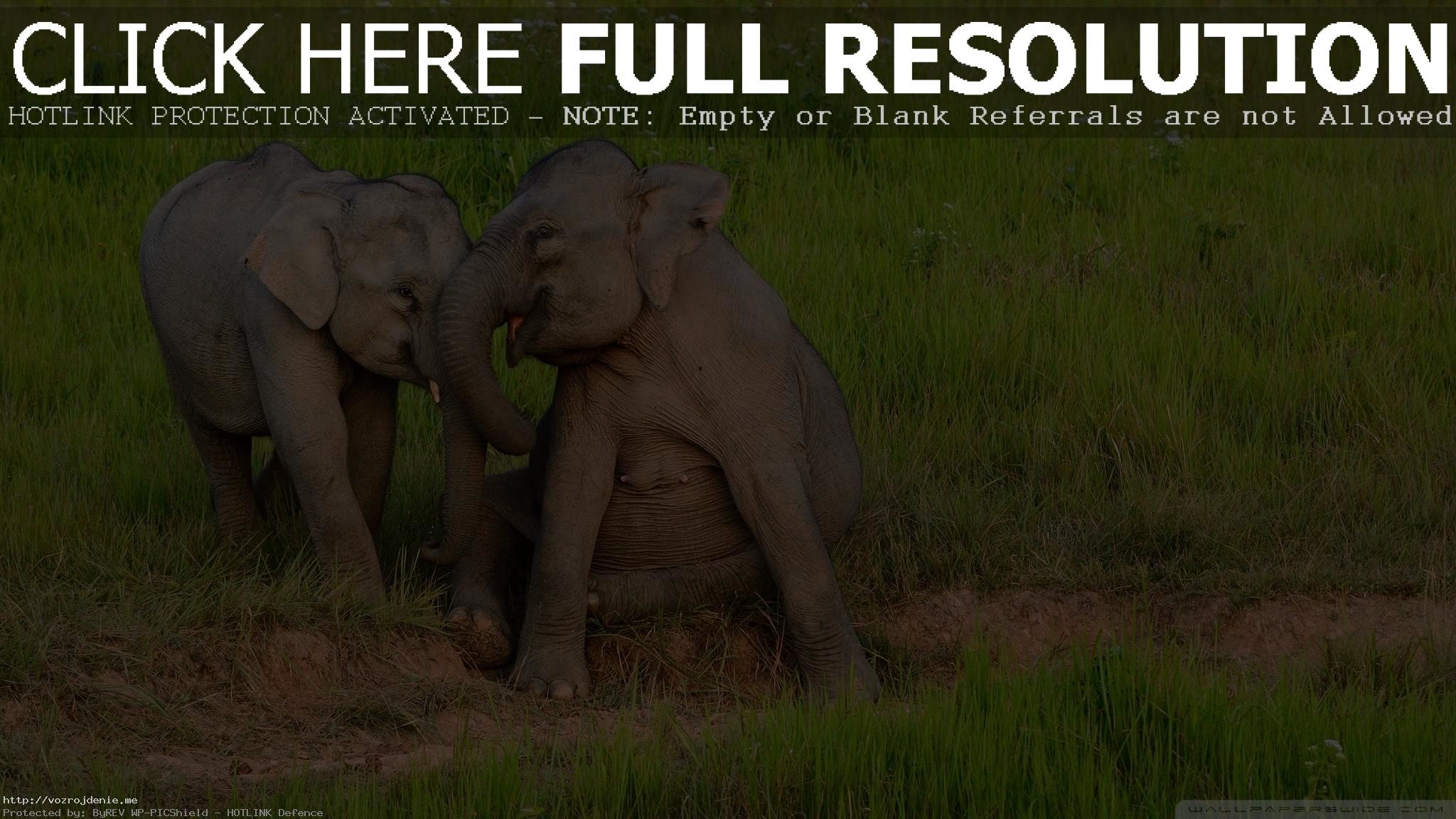 Baby Elephant Wallpaper 
 Data-src - Warren Street Tube Station - HD Wallpaper 