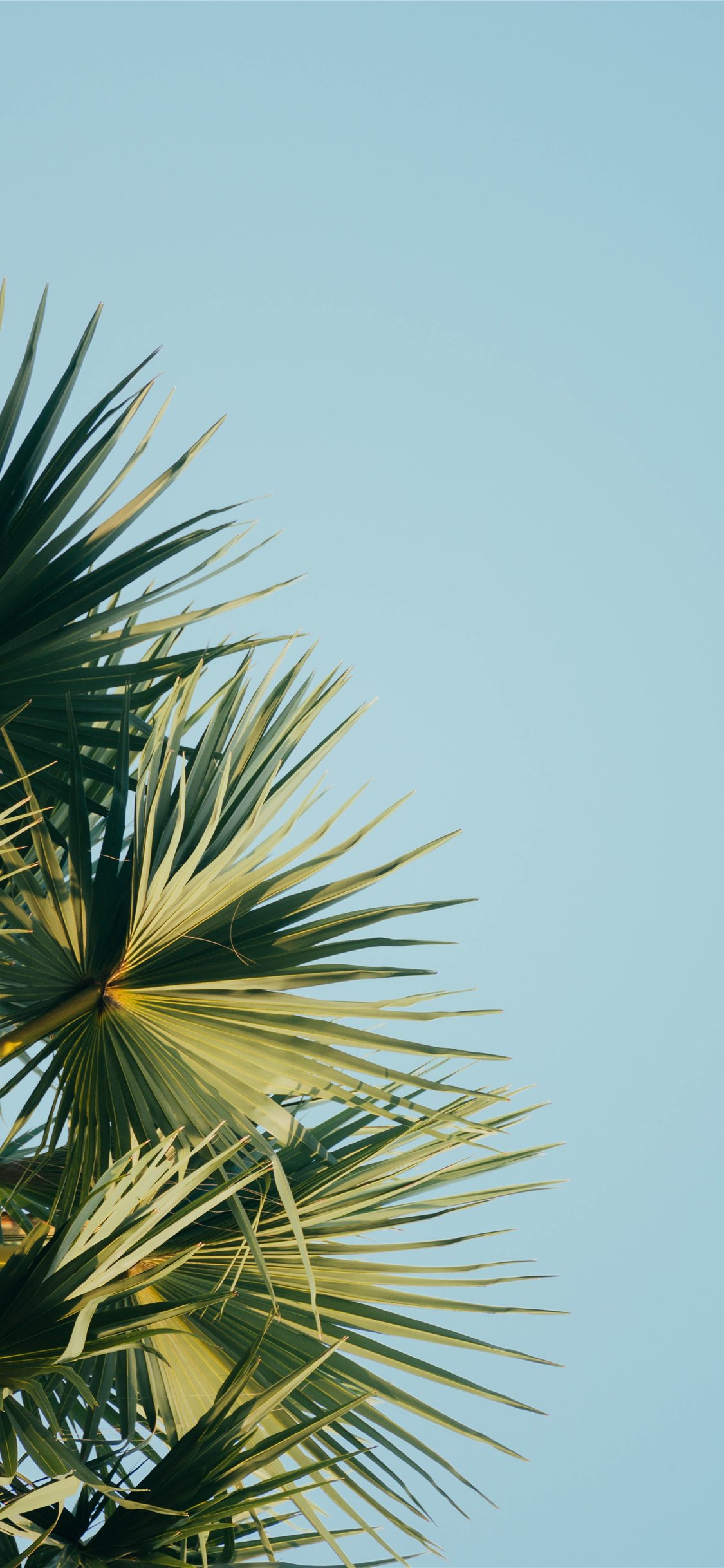 Iphone 11 Palm Trees - HD Wallpaper 
