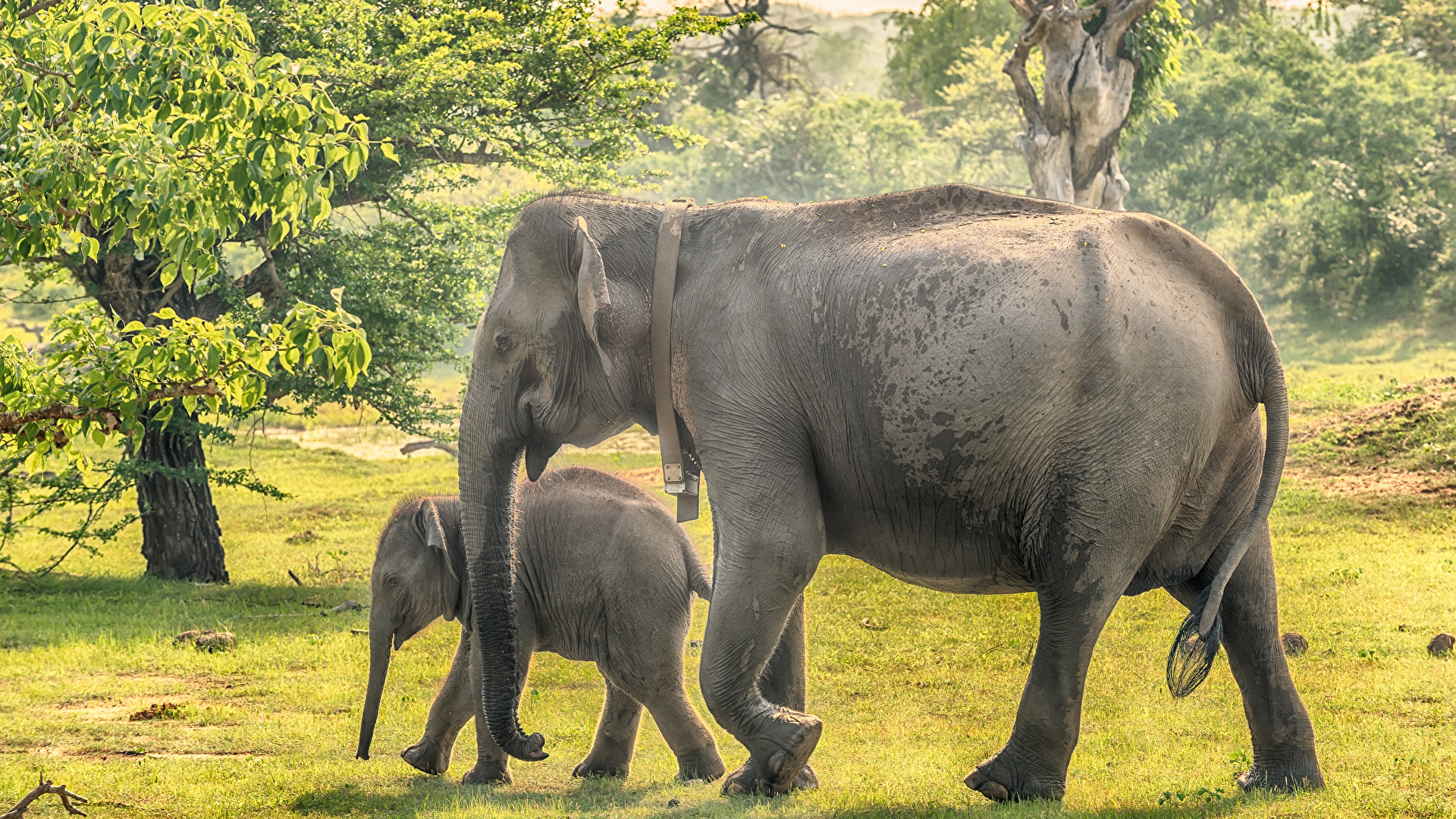 Sri Lanka Wild Elephant - HD Wallpaper 