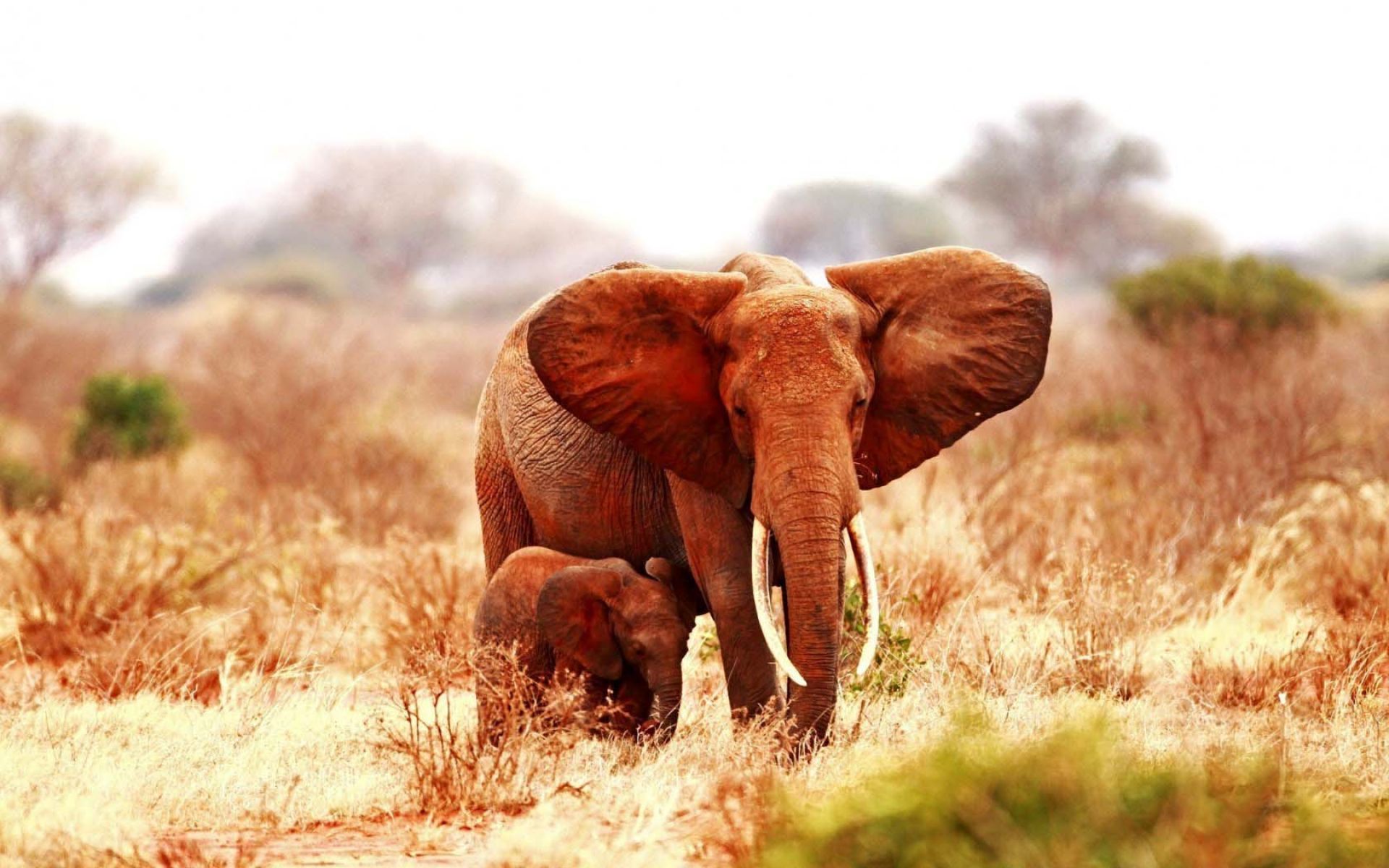 Elephant Baby Elephant Wallpaper Wallpaper - HD Wallpaper 