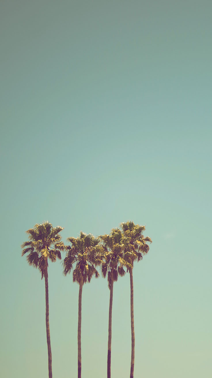 Palm Tree Iphone Wallpaper Collection By Www - Palm Tree Wallpaper Hd - HD Wallpaper 