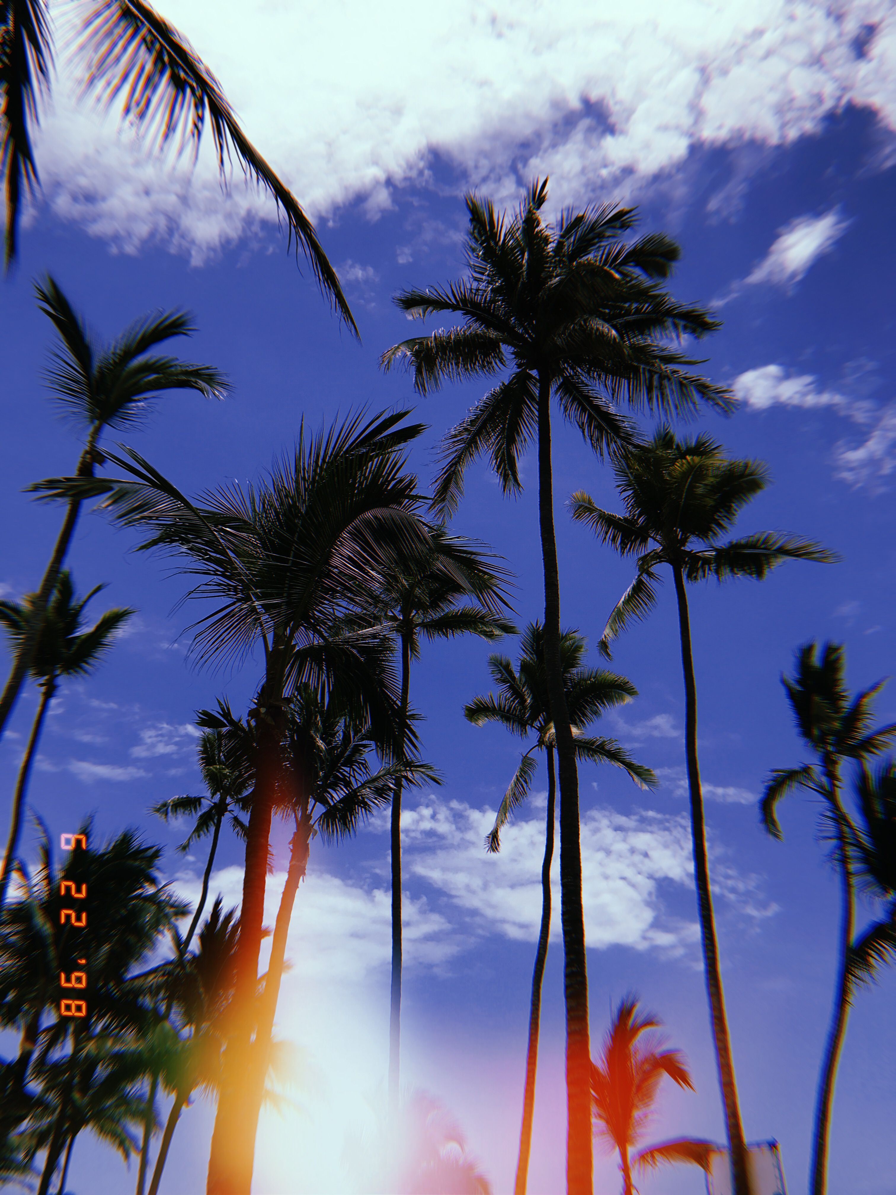 Palm Trees And Ocean Breeze - Vsco Wallpapers Palm Trees - HD Wallpaper 