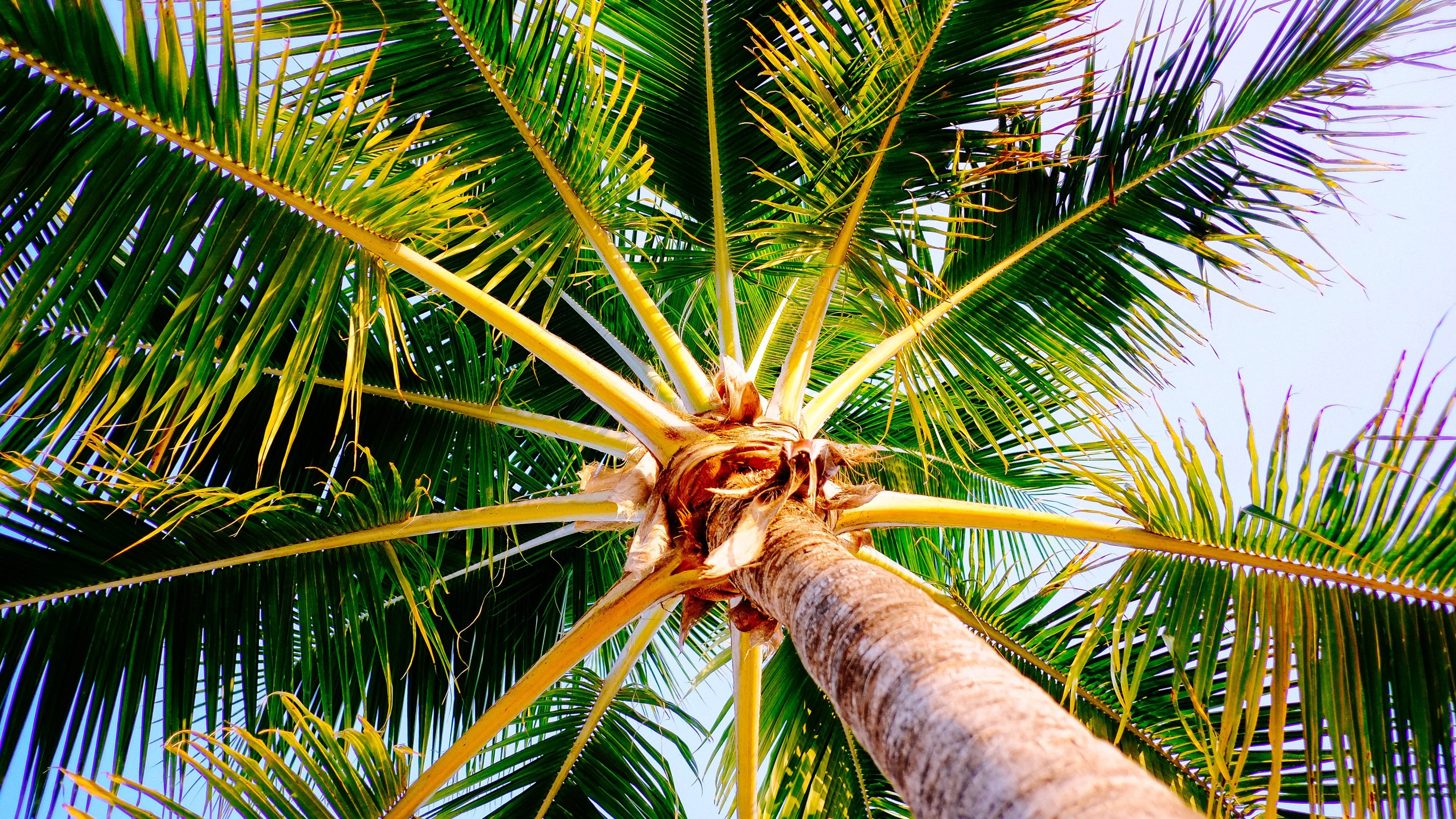 Best Palm Tree Wallpaper Id - Palm Trees Wallpapers Iphone - HD Wallpaper 