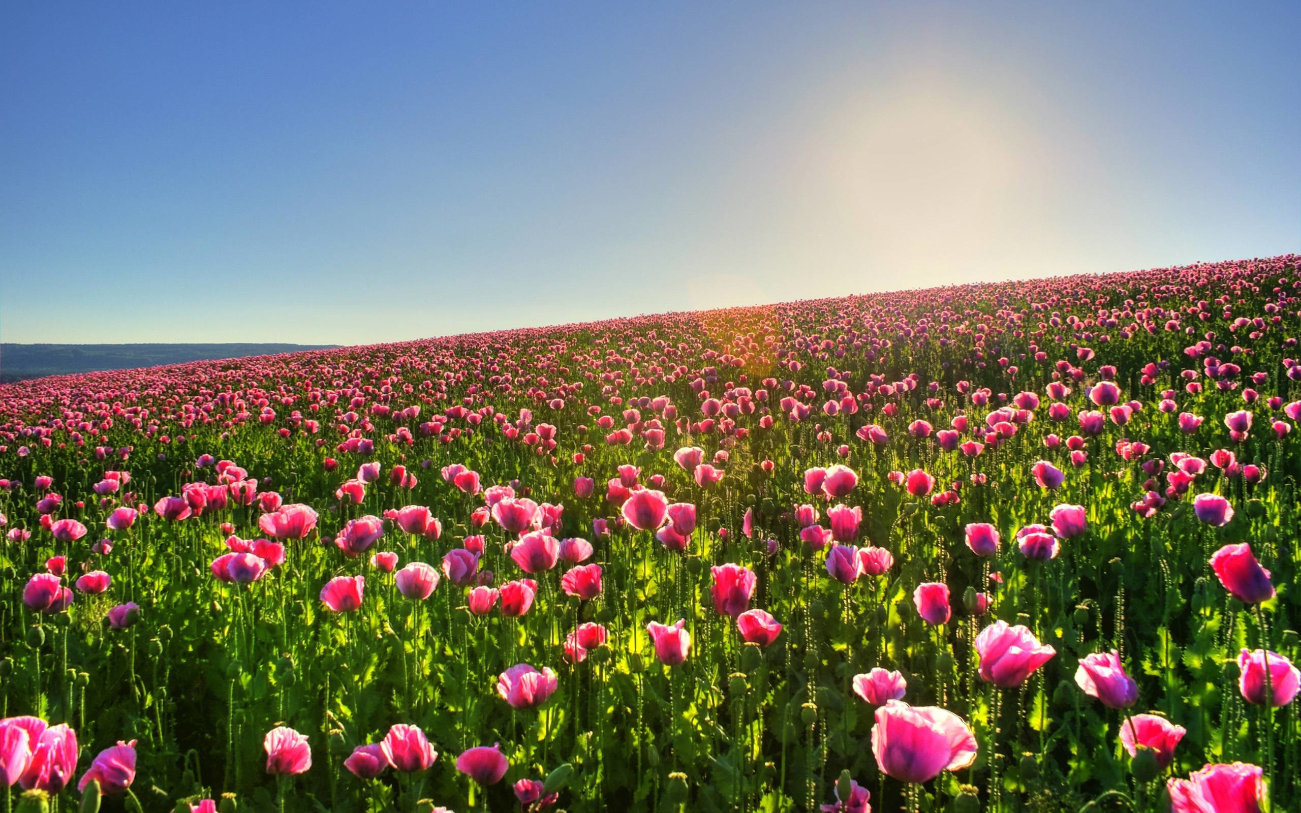 Pink Tulip Flower Garden Wallpaper - Pretty Field Of Flowers - HD Wallpaper 