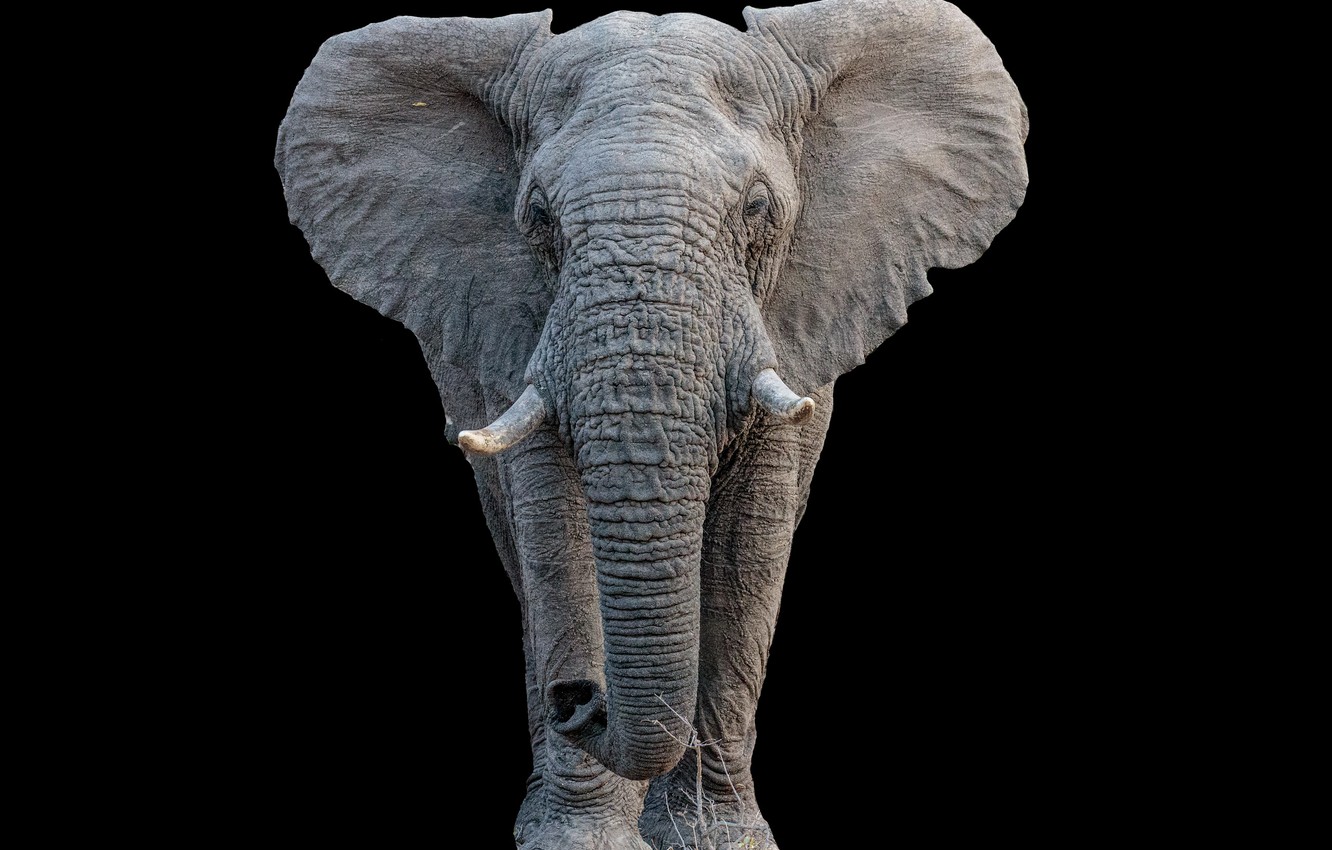 Photo Wallpaper Nature, Background, Elephant - Indian Elephant - HD Wallpaper 