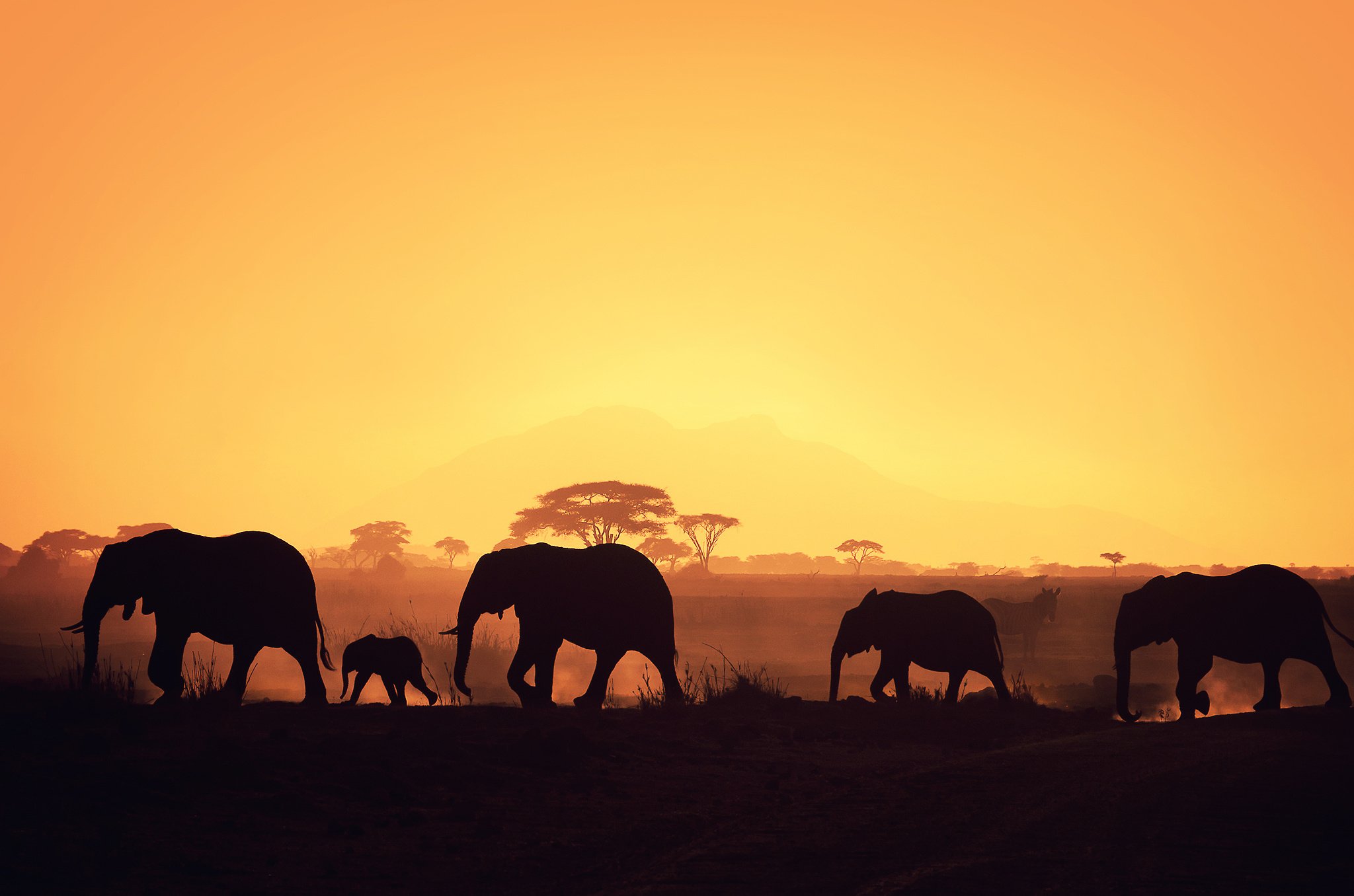 African Wildlife - HD Wallpaper 
