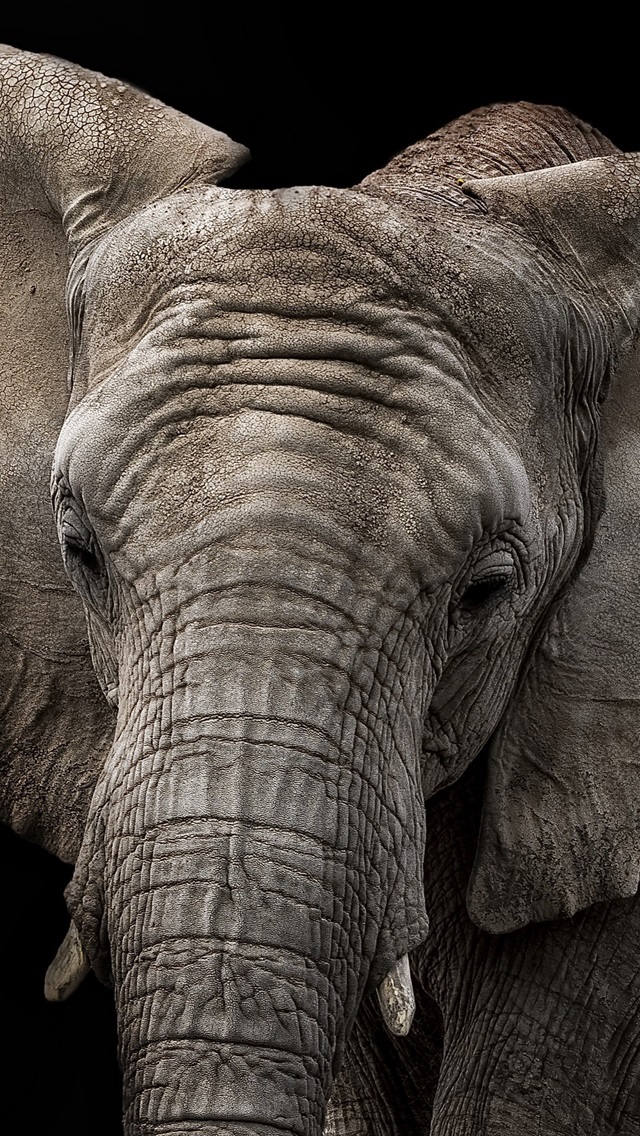 4k Elephant Background - HD Wallpaper 