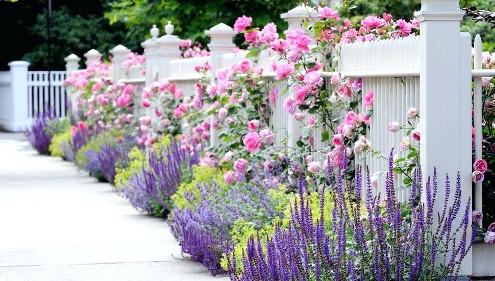 Rose Garden Wallpaper Fence Garden Flower Garden Rose - Walker's Low Catmint - HD Wallpaper 
