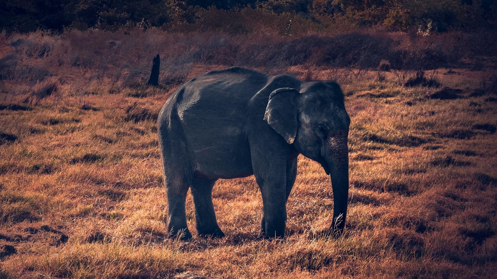 Wallpaper Elephant, Wildlife, African Elephant - African Elephant - HD Wallpaper 