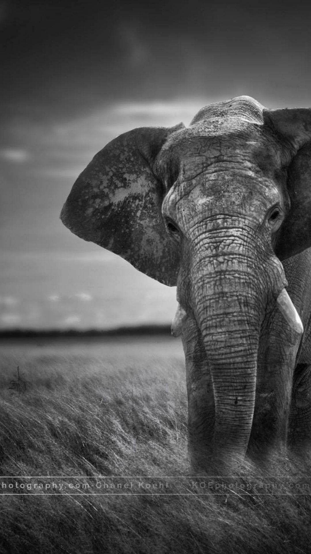 Elephant Iphone Wallpapers Desktop Wallpaper - Elephant Iphone X Background - HD Wallpaper 