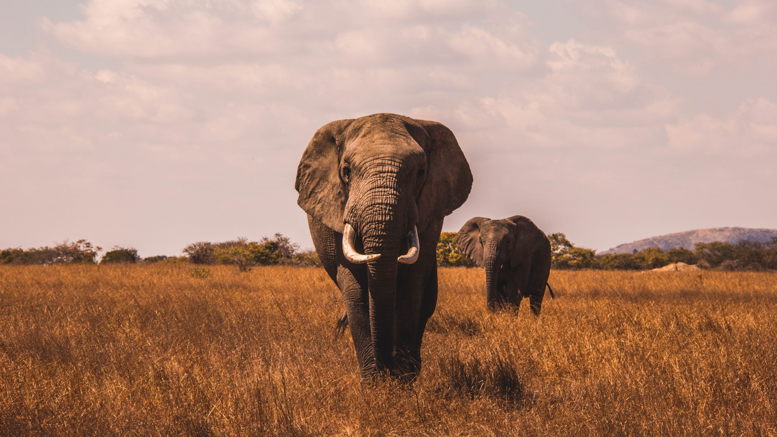 Landscape, Grass, Elephant, Wallpaper - Elephant Backgrounds - HD Wallpaper 