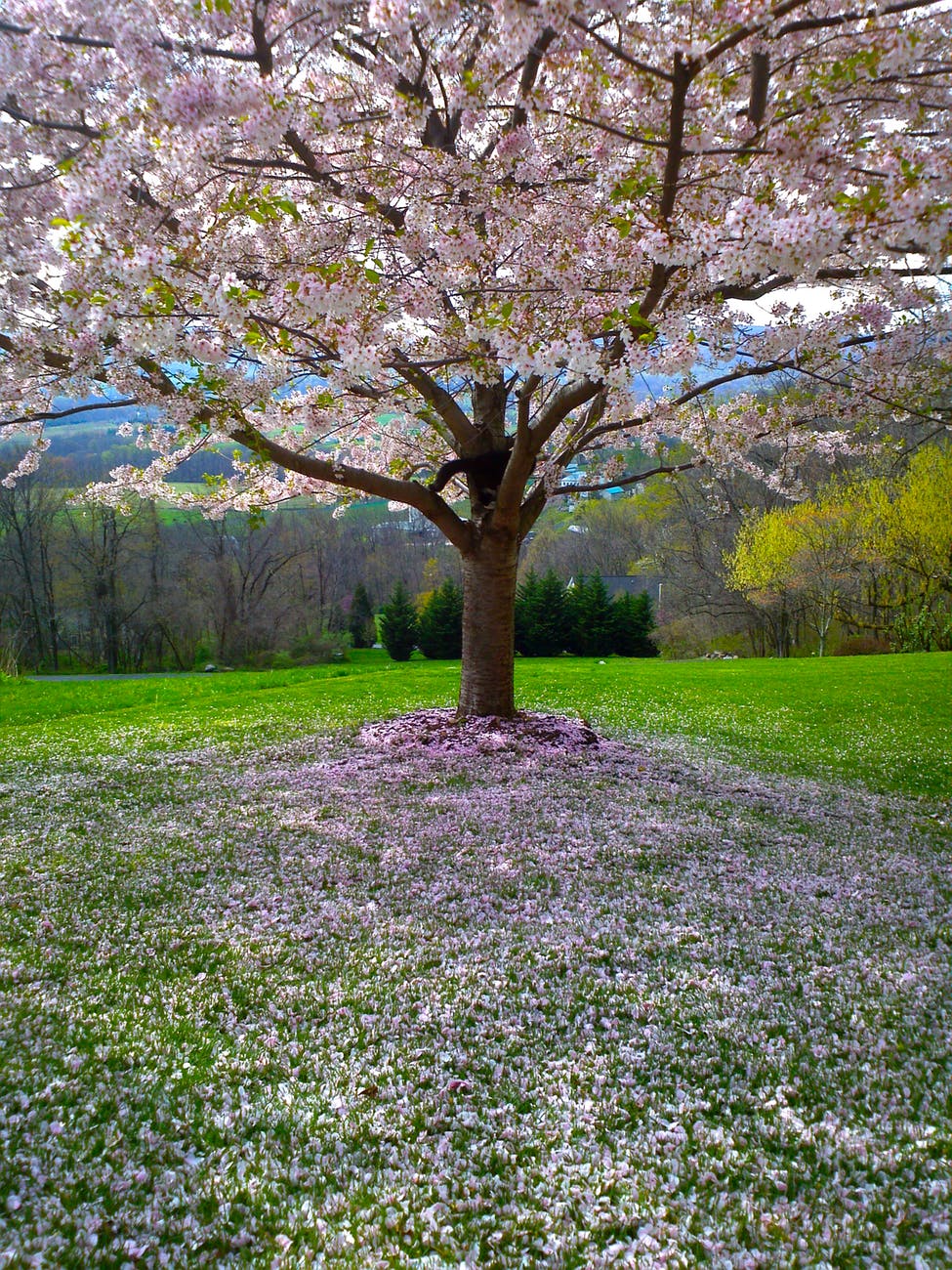 White Tree Garden Wallpaper - Cherry Blossom Green Grass - HD Wallpaper 