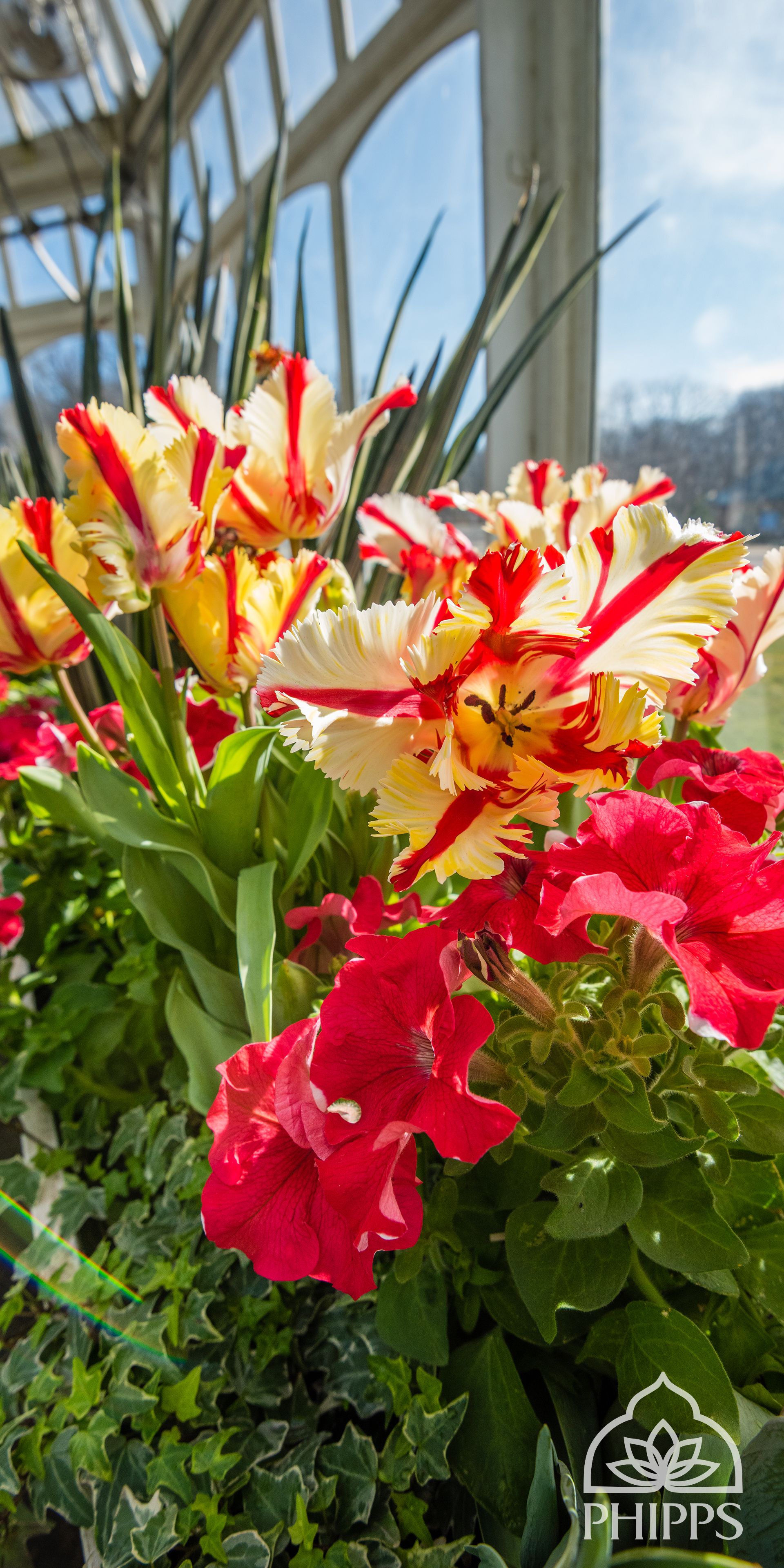 Tulip - HD Wallpaper 