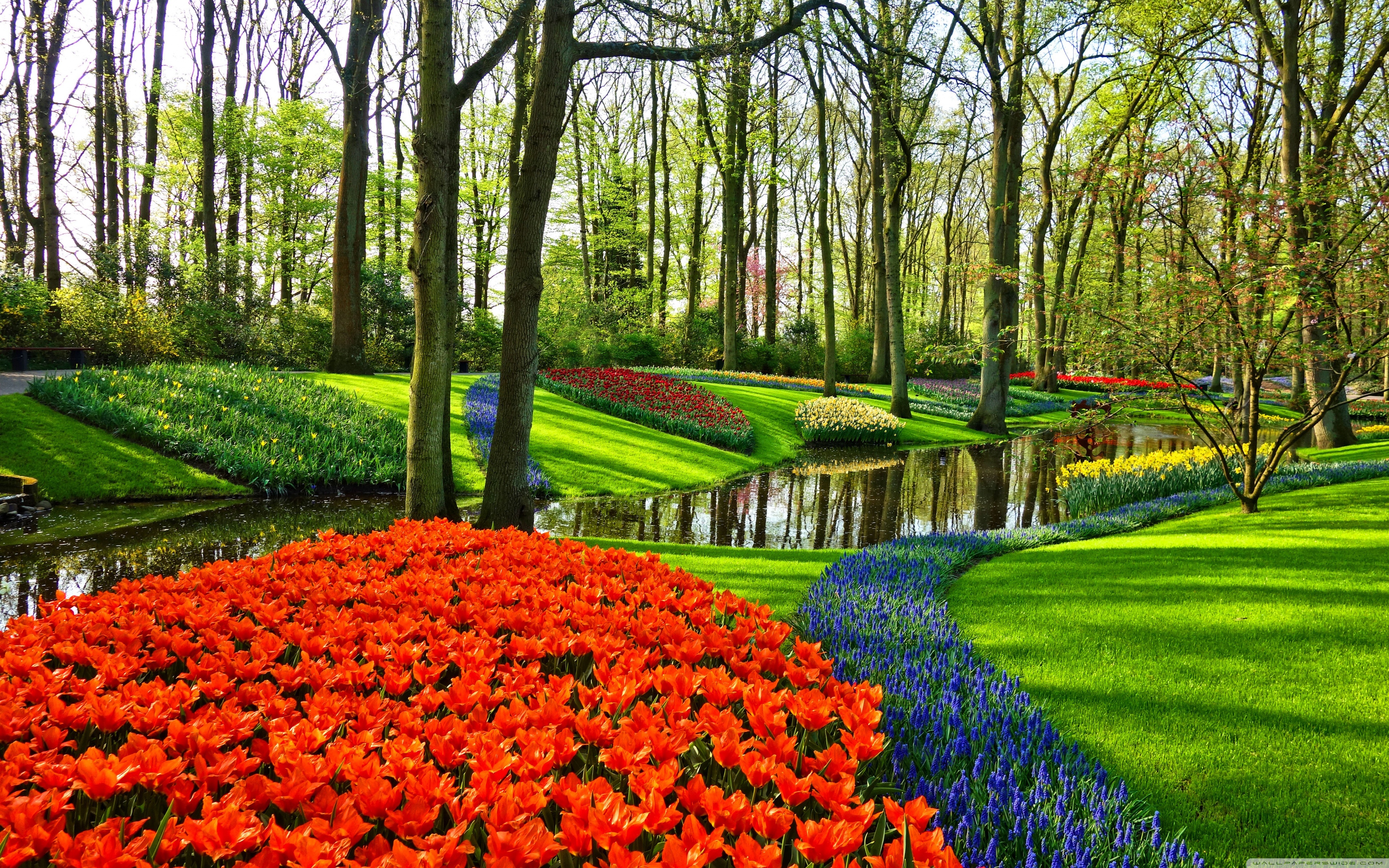 Keukenhof Garden Amsterdam - HD Wallpaper 