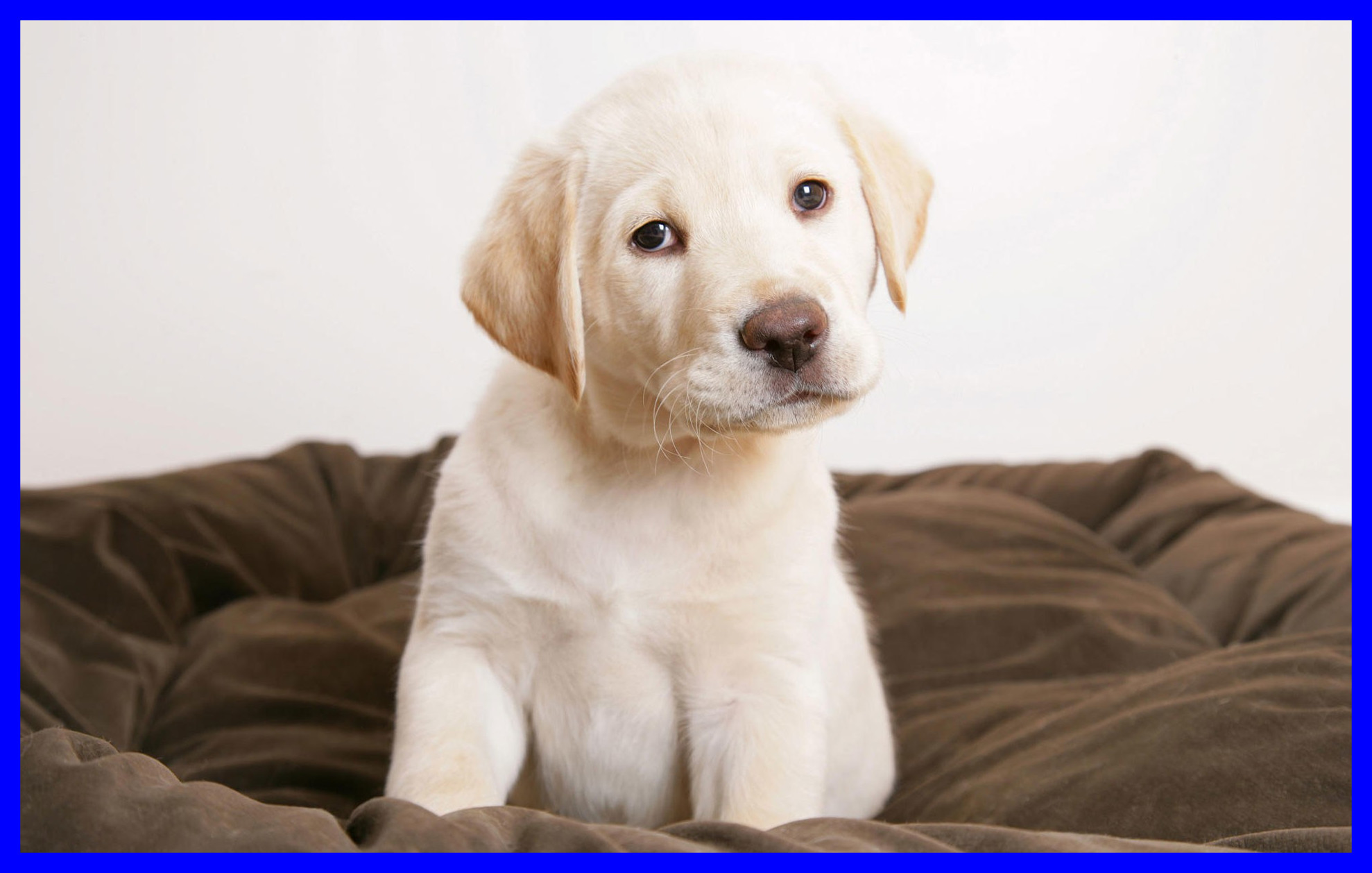 Cute Dog Cute Puppies Wallpapers In Hd Stunning Puppy - Dog In Bed - HD Wallpaper 