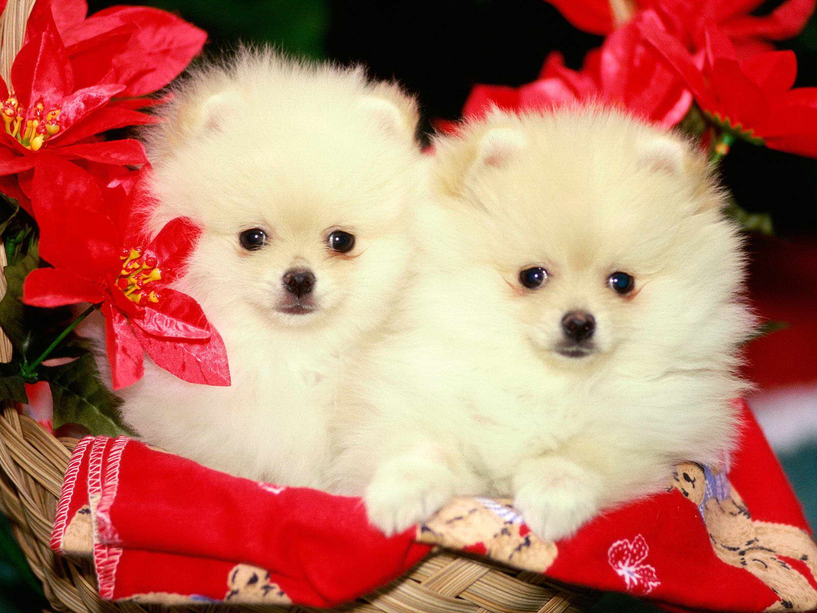 Images Of Cute White Puppies Wallpaper - Cute Dog Pic Download - HD Wallpaper 