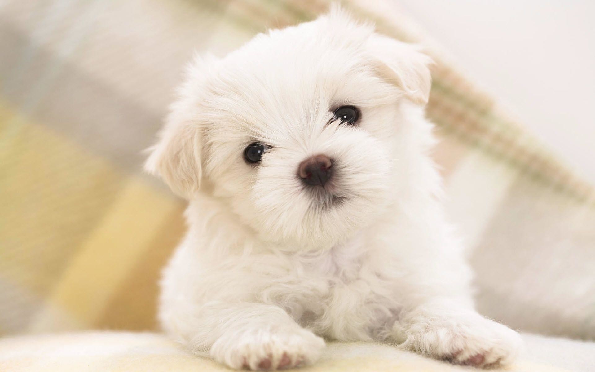 Maltese Puppy Animal Wallpaper - Cute Puppy Wallpaper For Computer - HD Wallpaper 