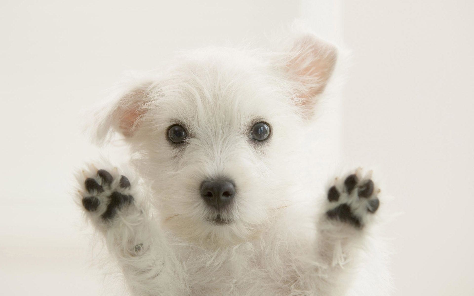Puppy Wallpaper 163 - West Highland Terrier Bebe - HD Wallpaper 