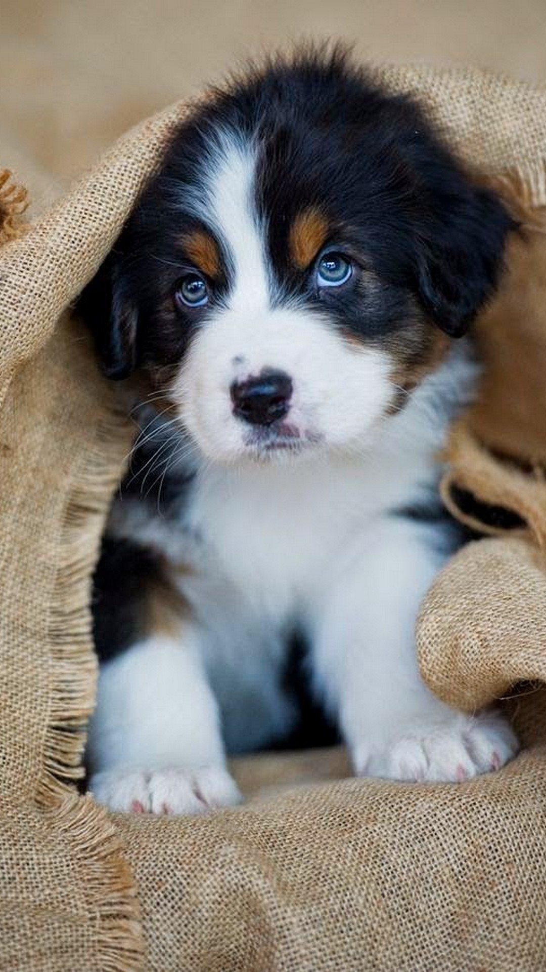 Puppy Wallpaper For Android With Hd Resolution - Bernese Mountain Dog Puppy With Blue Eyes - HD Wallpaper 