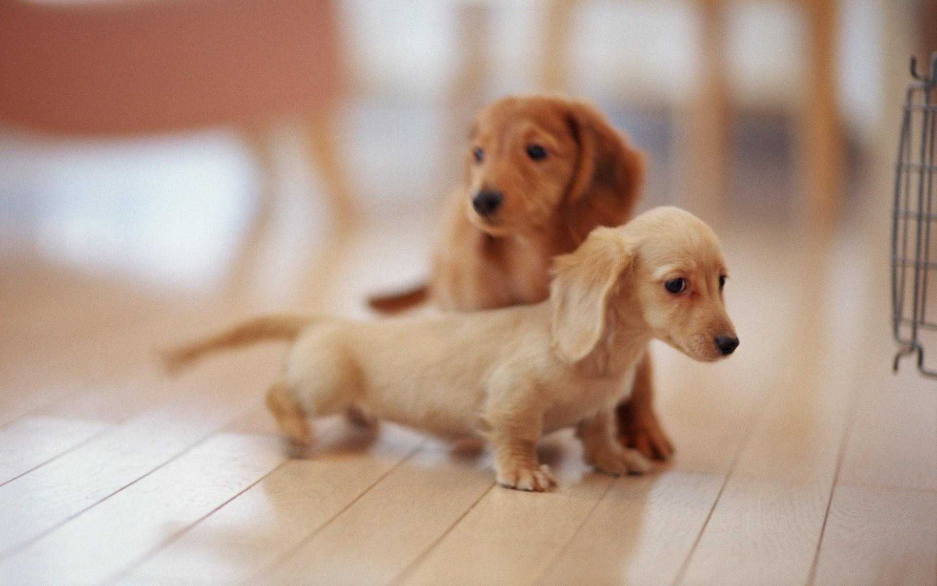 Lovely Dog Wallpaper - Light Brown Mini Dachshund - HD Wallpaper 