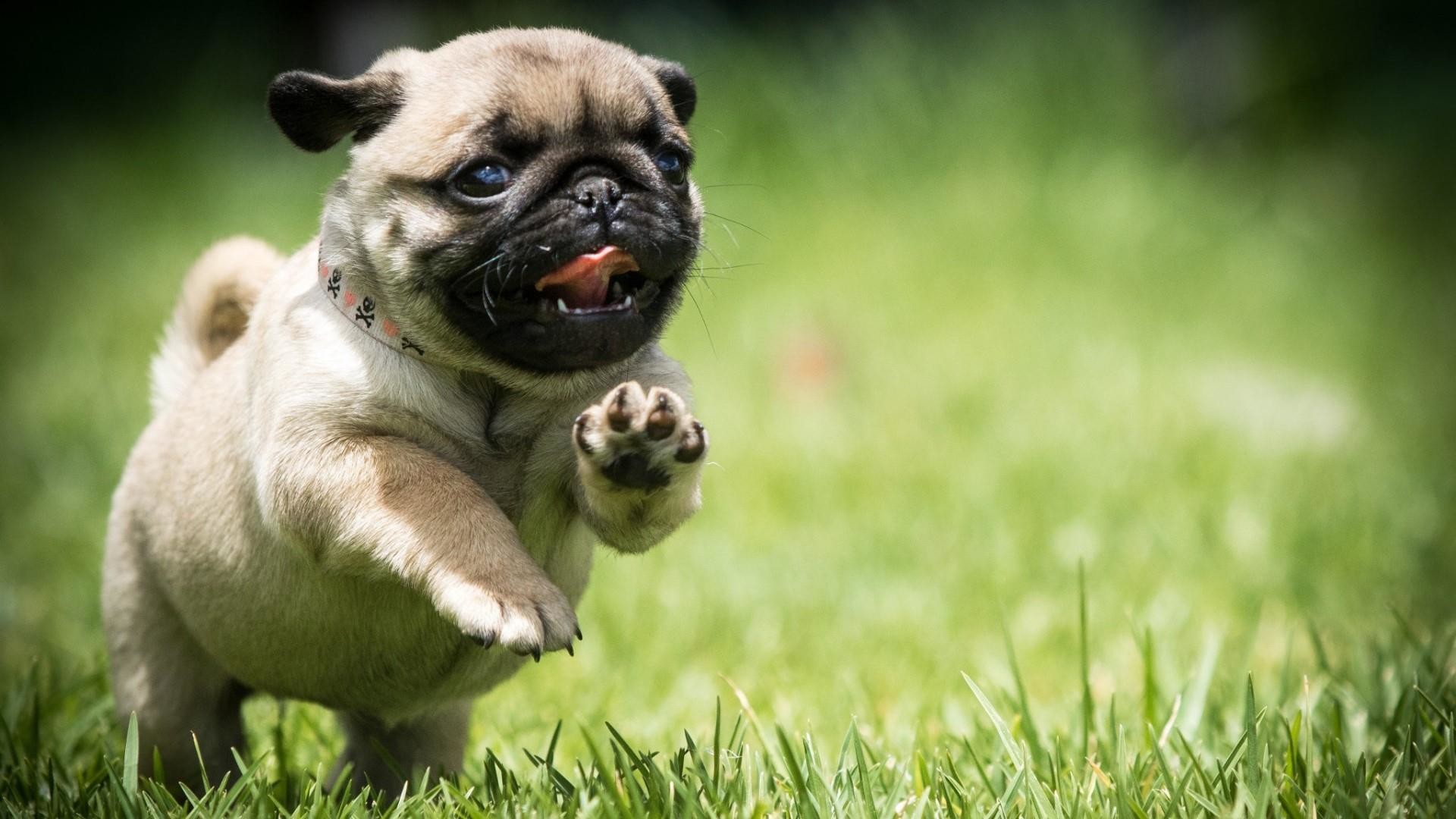 1920x1080, Cute Pug Puppy Wallpaper - Pug Backgrounds - HD Wallpaper 