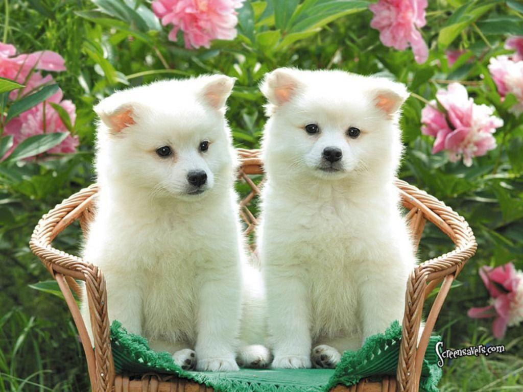 Cute Puppy Wallpapers - White Fluffy Cute Puppy - HD Wallpaper 