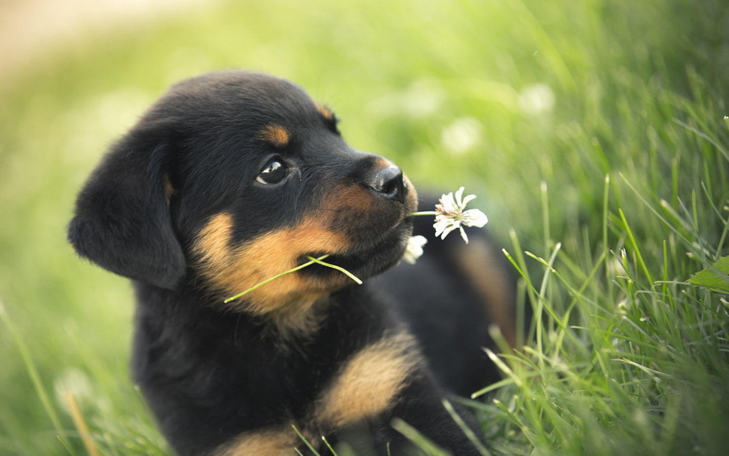 Puppy - Rottweiler Dogs - HD Wallpaper 