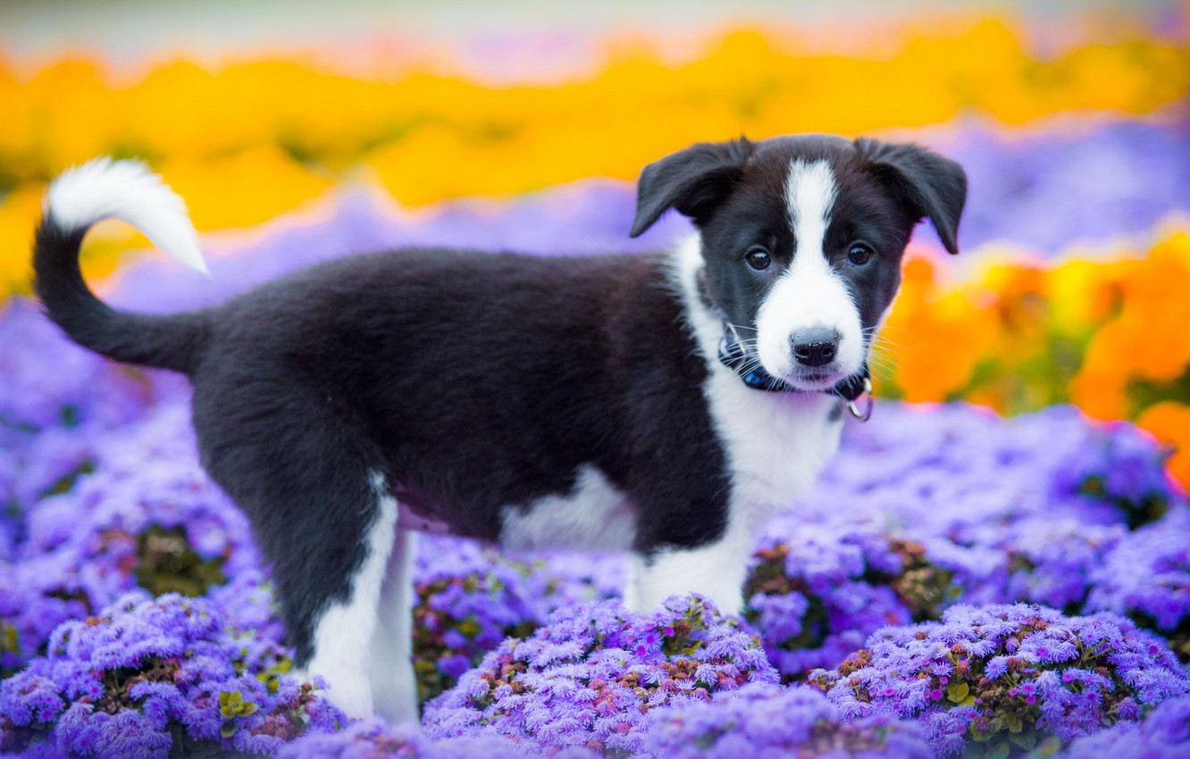 Photo Wallpaper Summer, Look, Each, Dog, Puppy - Summer Puppies - HD Wallpaper 