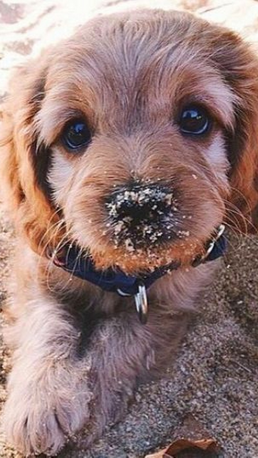 Pictures Of Puppies Wallpaper For Iphone Resolution - Puppy Wallpaper For Iphone - HD Wallpaper 