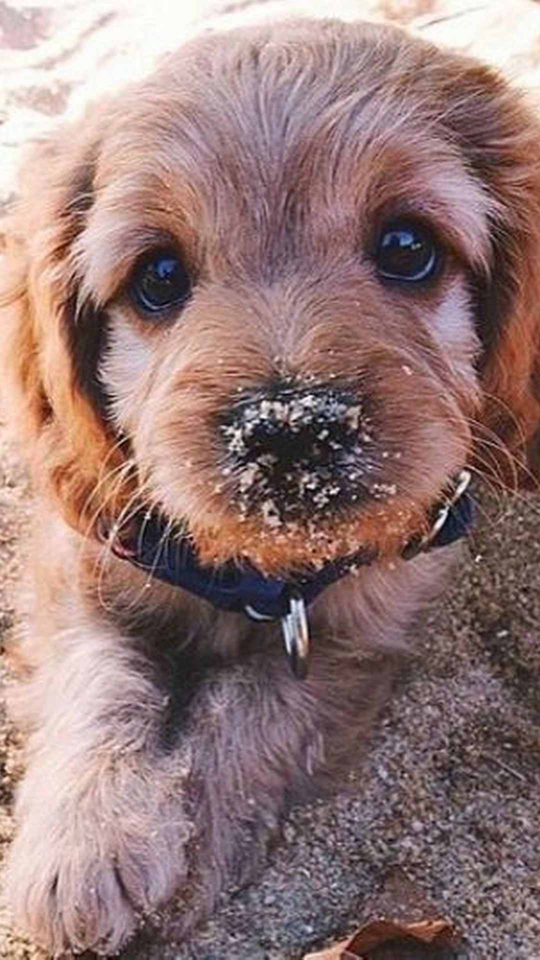 Pictures Of Puppies Wallpaper For Iphone Resolution - Puppy Wallpaper For Iphone - 1080x1920 Wallpaper Pictures Of Puppies Wallpaper For Iphone Resolution - Puppy Wallpaper For Iphone - 1080x1920 Wallpaper