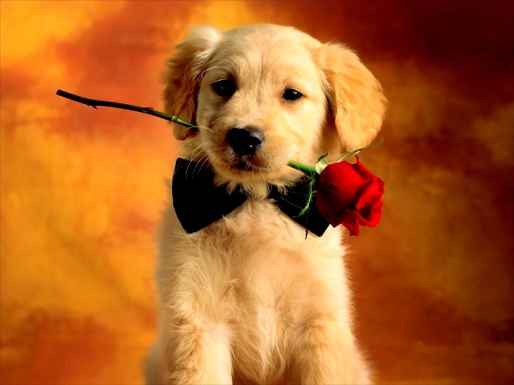 Cute Puppy Valentine Pictures Valentines Day Puppy - Puppies With Bow Ties - HD Wallpaper 
