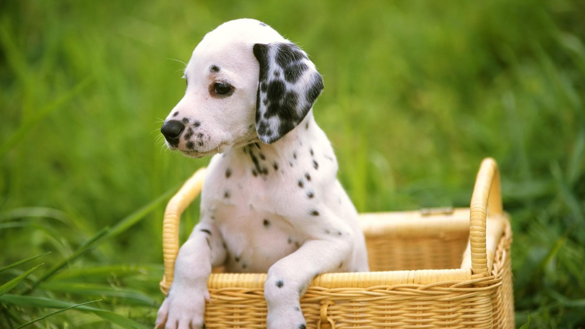 Cute Puppy Wallpaper - Dalmatian Puppy - HD Wallpaper 