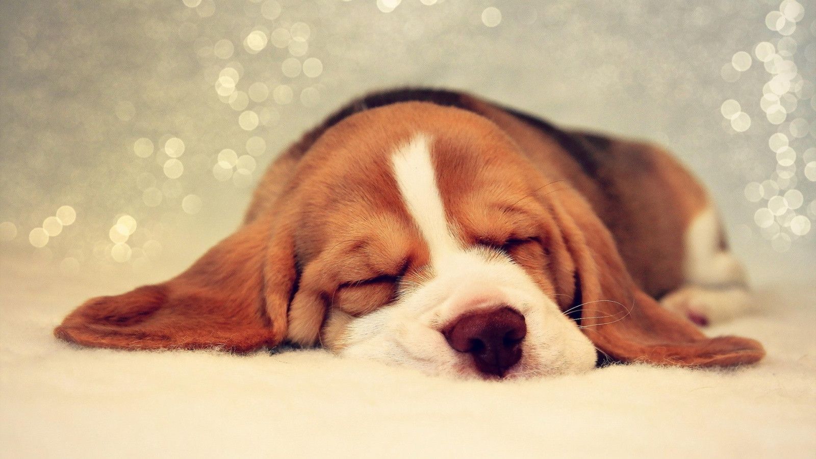 Beagle Puppy Wallpaper Hd - HD Wallpaper 