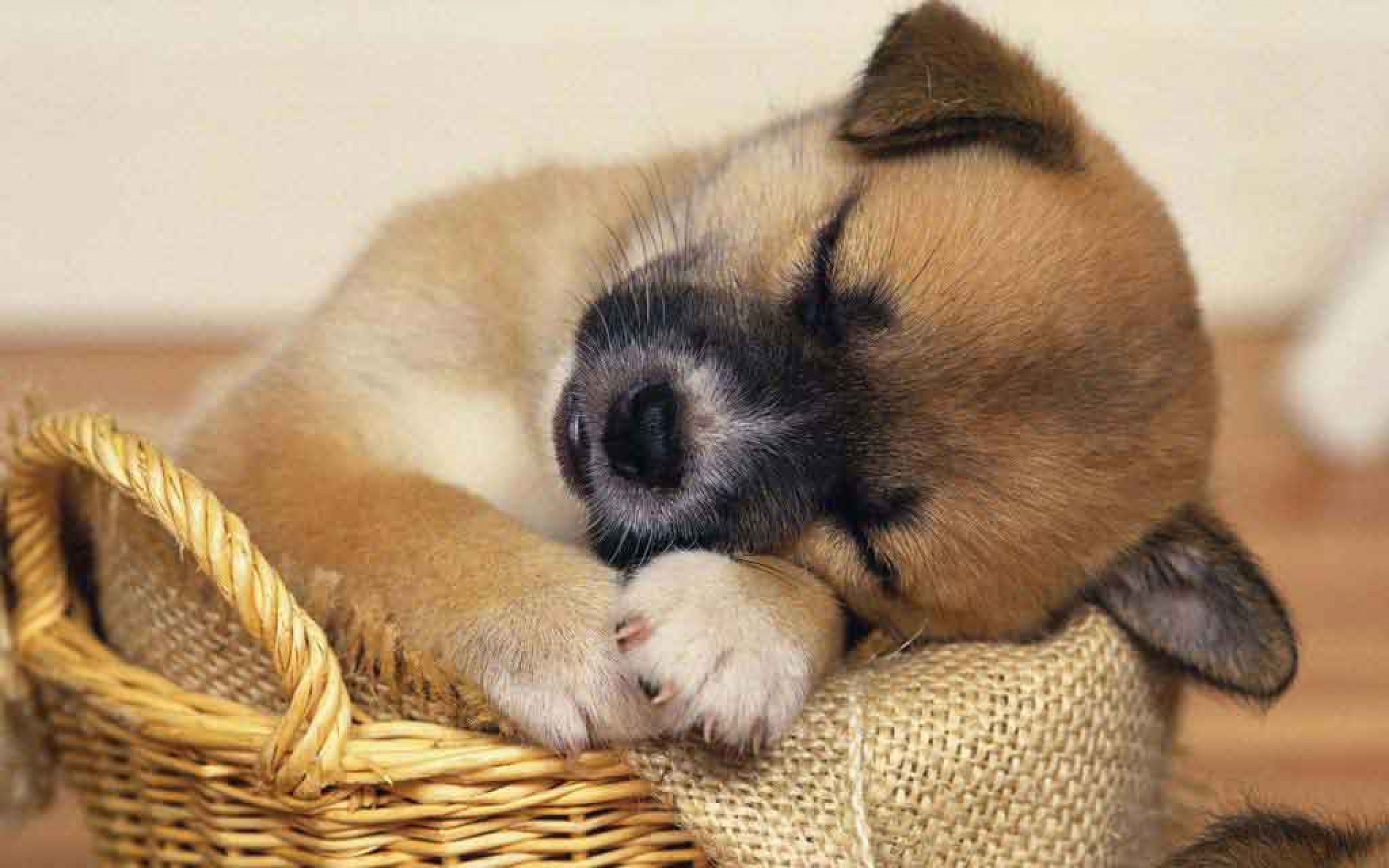 Puppy Wallpaper Hd - Good Night Images With Animals - HD Wallpaper 