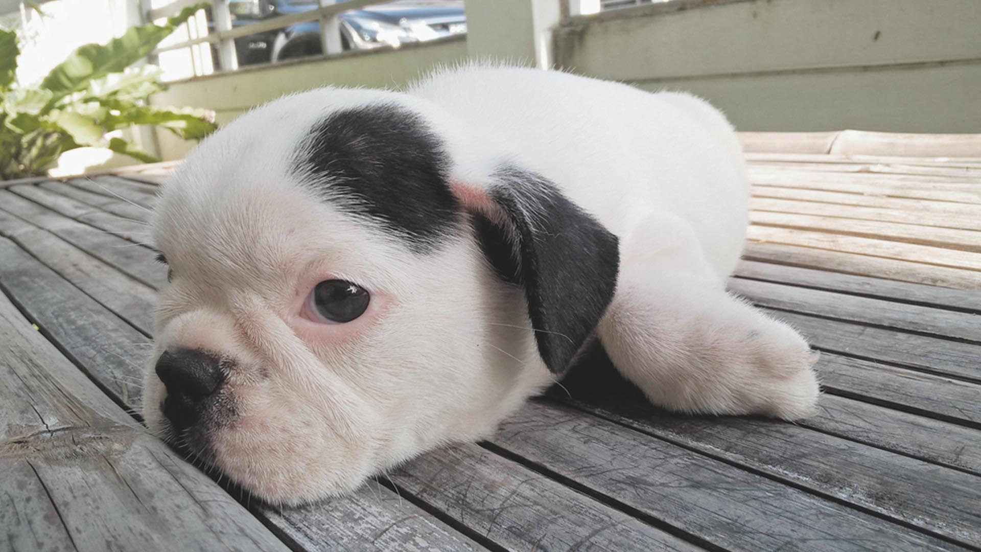 Companion Dog - HD Wallpaper 