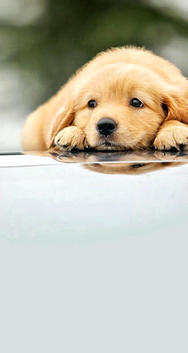 Puppy Wallpaper For Bedroom Cute Puppies Wallpapers - Phone Golden Retriever Puppies - HD Wallpaper 