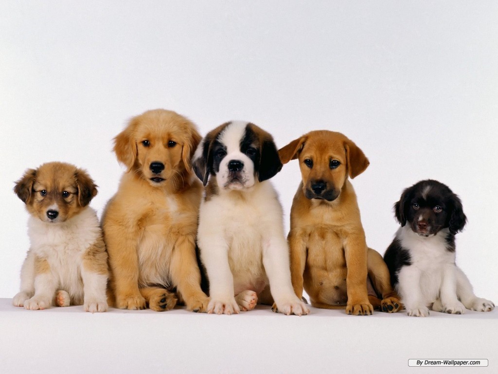 Puppy Wallpaper - Cute Group Of Dogs - HD Wallpaper 