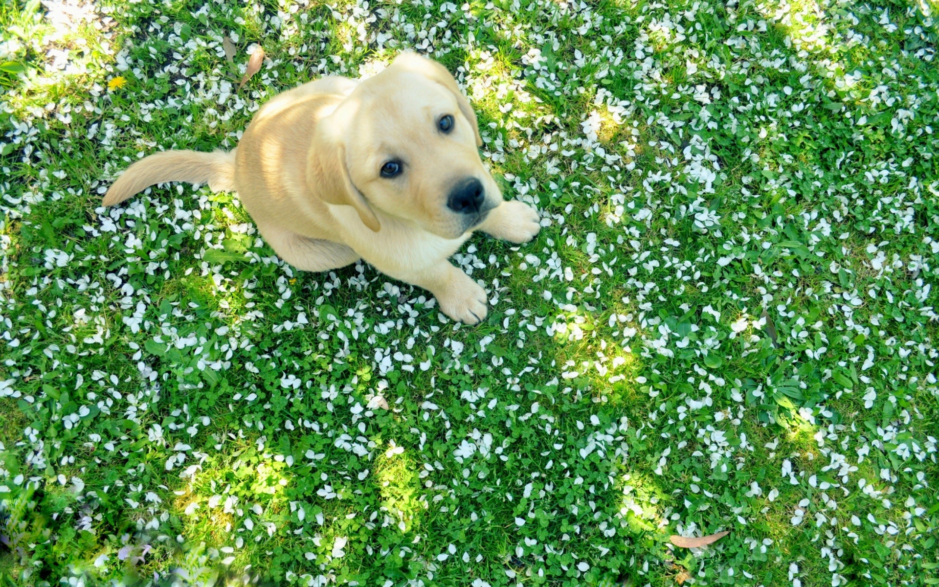 Puppy In The Grass - HD Wallpaper 