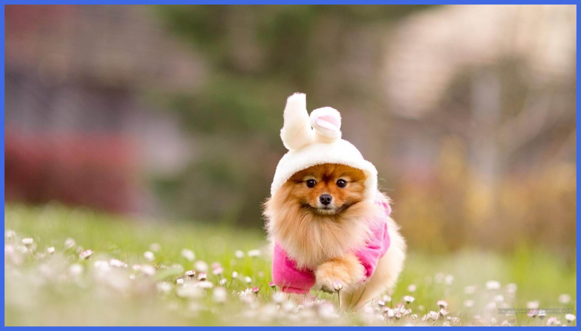 Rascal Cute Puppies Cute Puppy Hd Wallpaper For Mobile - Pomeranian Dog - HD Wallpaper 