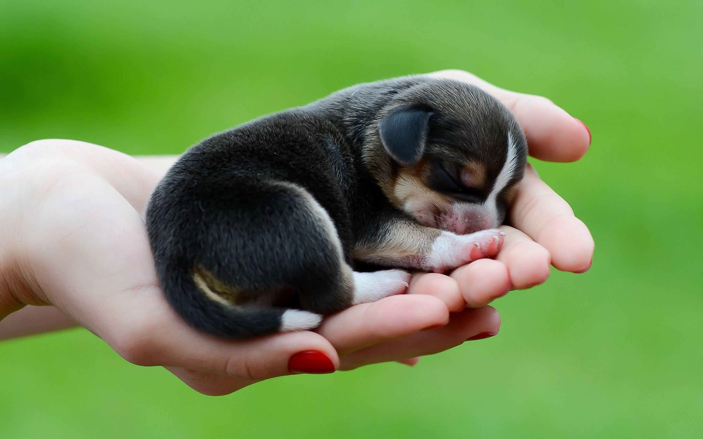 Cute Puppy Wallpapers - Baby Newborn Beagle Puppy - HD Wallpaper 